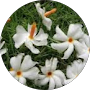 Bharati
